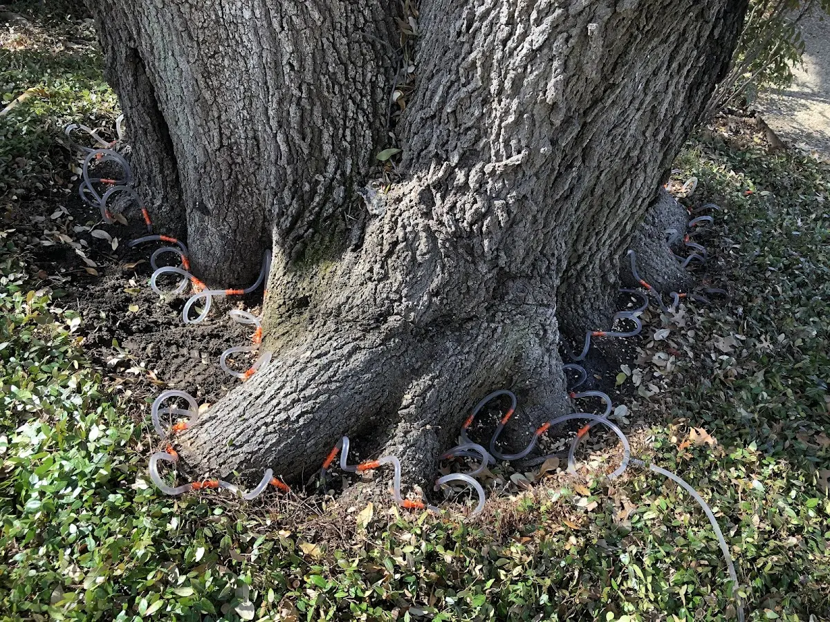 Detailed Tree Cabling and Bracing job site in Church View